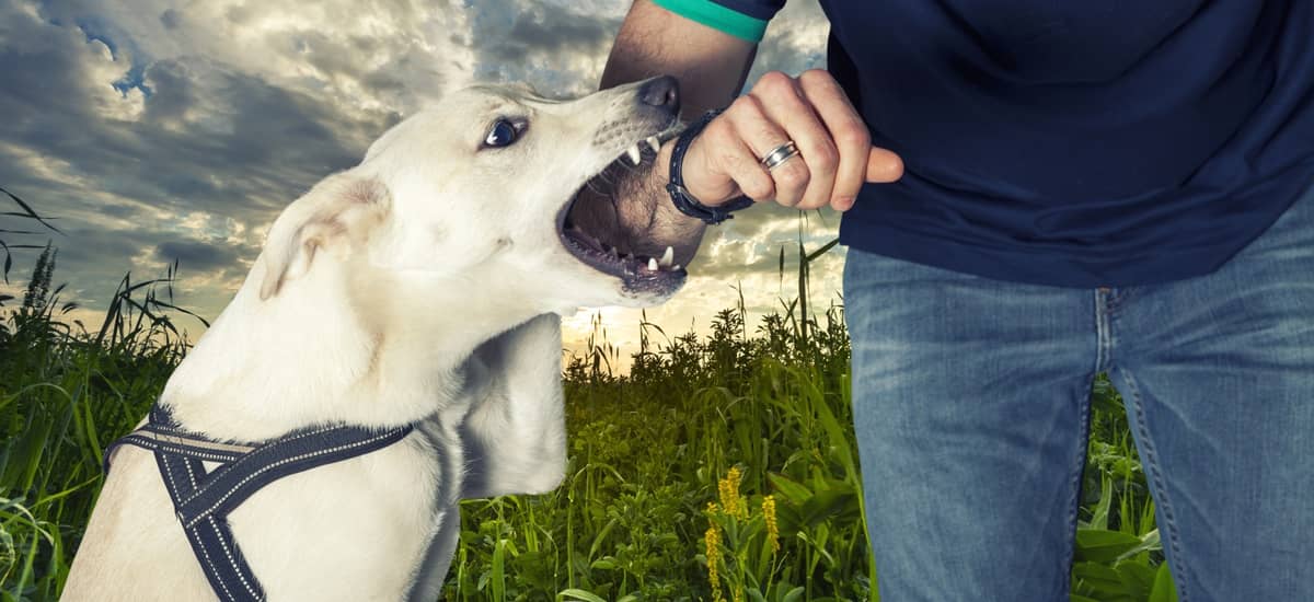 Los Angeles Dog Bite Lawyer